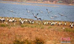 贵州威宁草海越冬黑颈鹤刷新历史纪录 达2842只